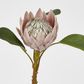 Dusty Light Pink Protea