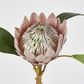 Dusty Light Pink Protea