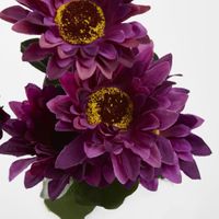 Gerbera Bush Dark Box of 60