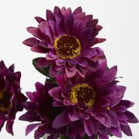 Gerbera Bush Dark Box of 60