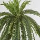 Huge Green Boston Fern Bush 52 leaves