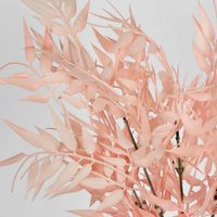 Bamboo Leaf Bush Blush Pink