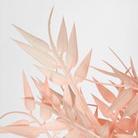 Bamboo Leaf Bush Blush Pink