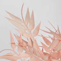 Bamboo Leaf Bush Blush Pink