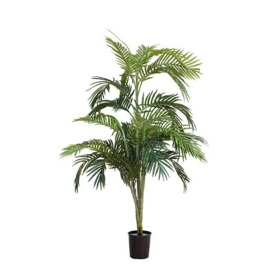 Areca Palm Potted - 1.2m