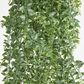 Green Hanging Baker Fern x 14