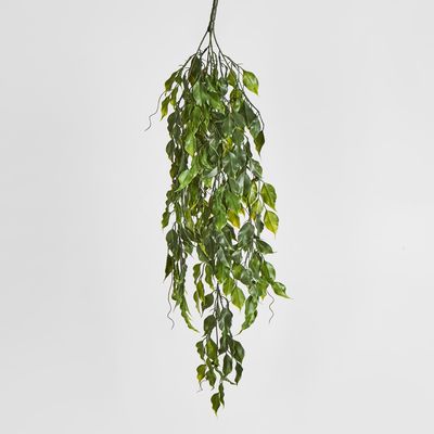 Green Ficus Hanging Vine