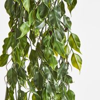 Green Ficus Hanging Vine