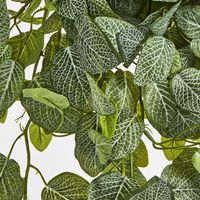 Long Fittonia Hanging Bush 83cm Green