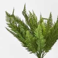 Leather Fern Bush W/34 Leaves