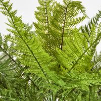 Leather Fern Bush W/34 Leaves