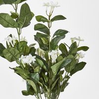 Stephanotis Hanging Bush x 9