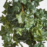 Hanging Green Ivy Bush x 9