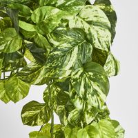 Marble Pothos Hanging Bush x 15 102 leaves