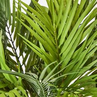 Dracaena Palm Bundle