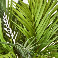 Dracaena Palm Bush