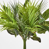 Dracaena Palm Bush