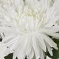 White Mum Bush x 5 46cm