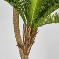 Cycus Palm 1.5M with 2058 Leaves