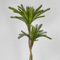 Cycus Palm 1.5M with 2058 Leaves