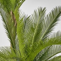 Cycus Palm 1.5M with 2058 Leaves