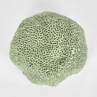 Issie Green Coral 23X21X11CM