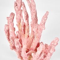 Shelley Pink Coral 15X9X16CM