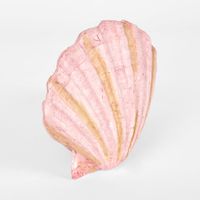 Sadie Pink Shell 13.5X12.5X5CM
