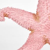 Sera Pink Starfish 24X24X5CM