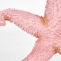 Sera Pink Starfish 24X24X5CM