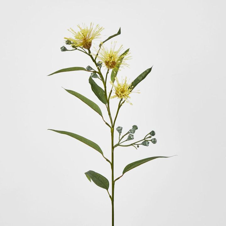 Flowering Eucalyptus Yellow