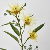 Flowering Eucalyptus Yellow