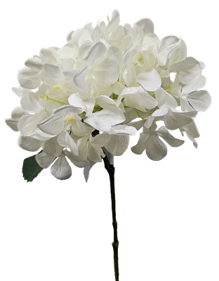 White Hydrangea