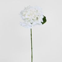 White Hydrangea