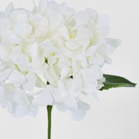 White Hydrangea