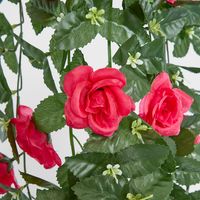 Hanging Rose Bush Fuchsia
