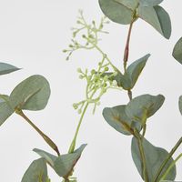 Grey Green Eucalyptus leaf Spray with seed