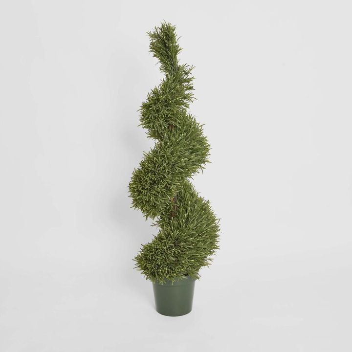 Rosemary Spiral Tree 1.2m