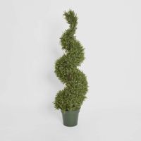 Rosemary Spiral Tree 1.2m