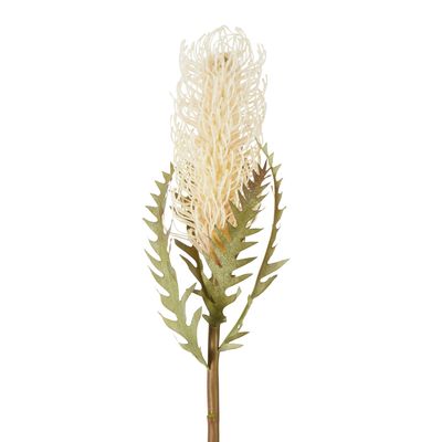 Dried Look Banksia Stem 75cm Cream