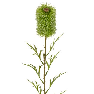 Banksia Single Stem 70cm Green