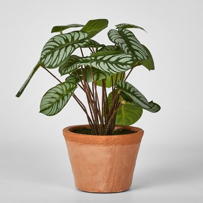 Calathea Variegated Terracotta Pot Green