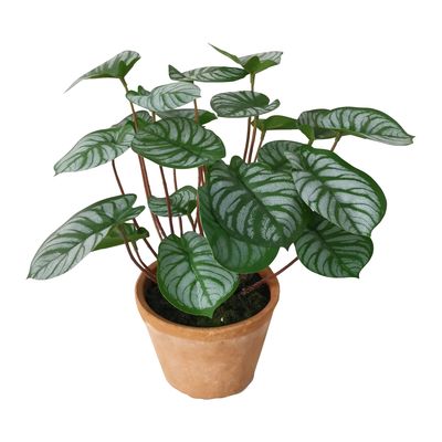 Calathea Variegated Terracotta Pot Green