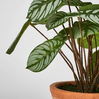 Calathea Variegated Terracotta Pot Green