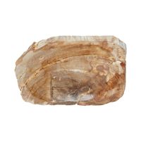 Binga Petrified Wood Soap DIsh