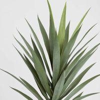 Yucca Head Green 78cm