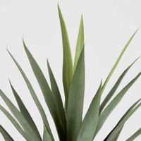 Yucca Head Green 78cm