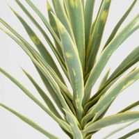 Yucca Head Green 78cm