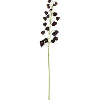 Fritteiaria Spray 112cm Purple