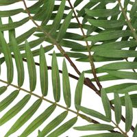 Chamedorea Leaf Spray 160cm Green